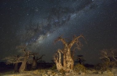 Baobab ağaçları altında milkyway