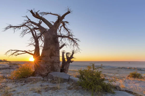 Sonnenaufgang am Baobab-Baum — Stockfoto