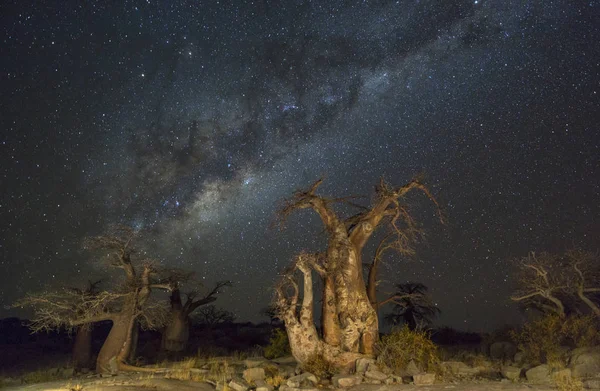 Baobab stromy pod milkyway — Stock fotografie