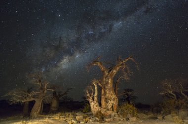 Baobab ağaçları ve milkyway