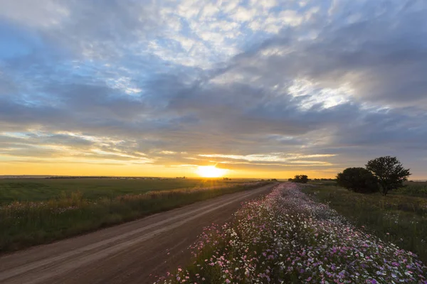 Sunset and cosmos flowers next to the road — Stock Photo, Image