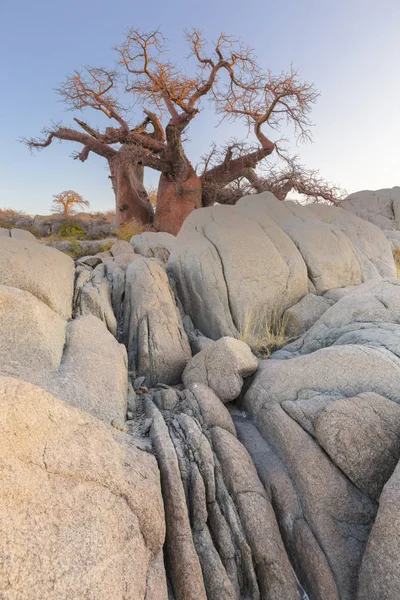 Kayalar ve baobab ağacı