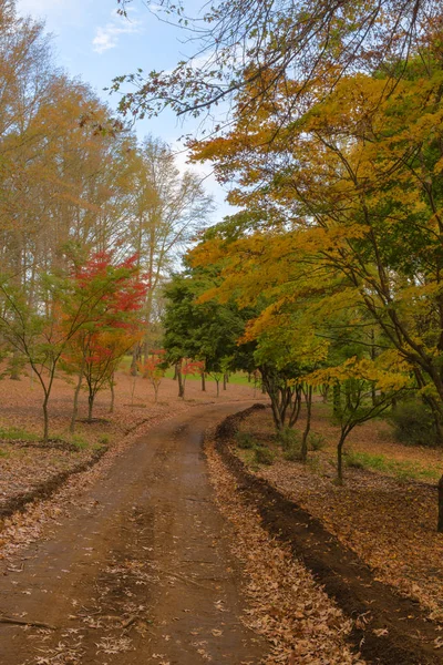 Colores y hojas otoñales en el suelo —  Fotos de Stock