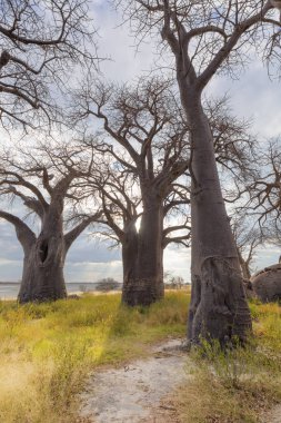 Baines Baobab ağaçları