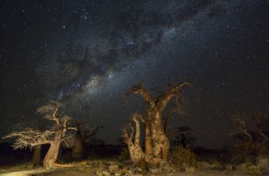 Baobab ağaçları altında milkyway