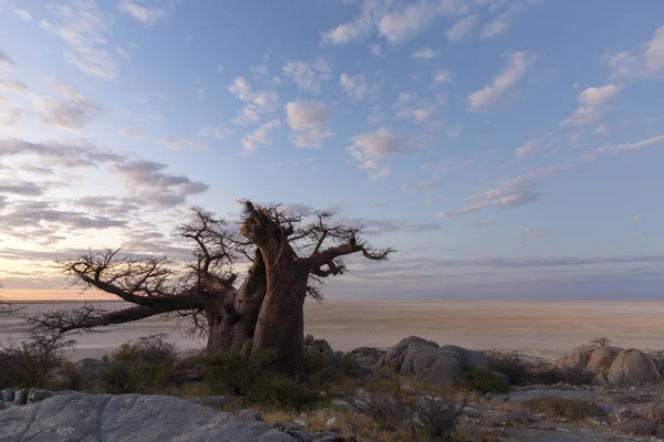Baobab ağaçları ve bulutlar