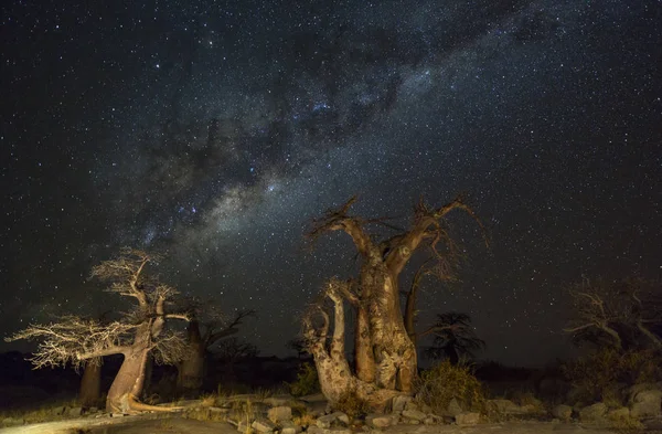 Baobab stromy pod milkyway — Stock fotografie