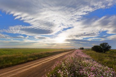 Cosmos çiçek ve bir toprak yol