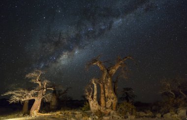 Baobab ağaçları gece yıldızların altında