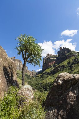 Lahana ağaç ve kayaların