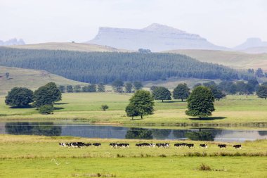 Sığır Yeşil çimenlerin üzerinde