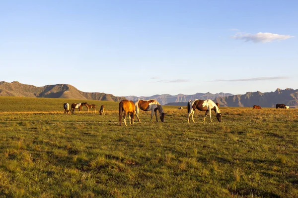 Horse near the mountains — Stock Photo, Image