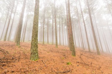 Çam plantasyon içinde sis