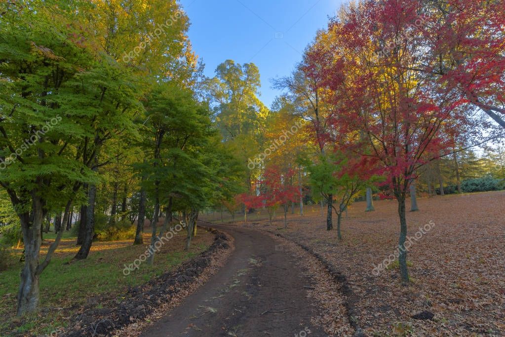 Autumn coloured trees and leaves — Stock Photo © hannesthirion #173666988