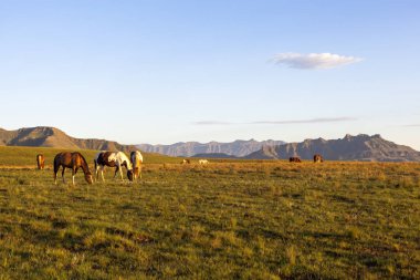 Yeşil çimenlerin üzerinde atlar