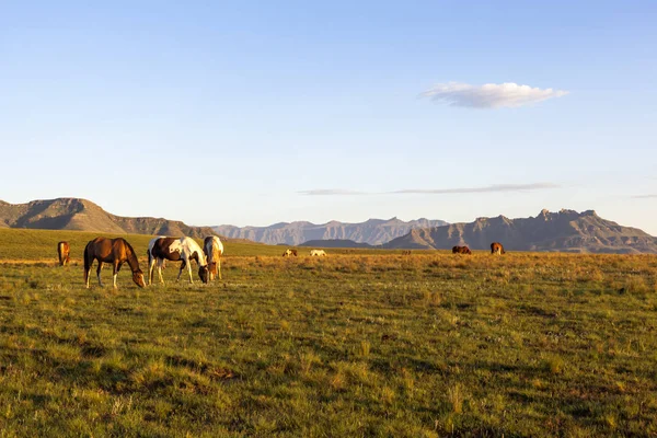 Horses on green grass — Stock Photo, Image