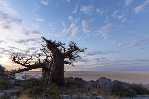 Grote baobab en wolken na zonsondergang — Stockfoto