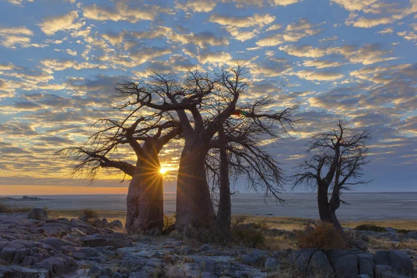 Amanecer en el baobab de la isla de Kubu — Foto de Stock