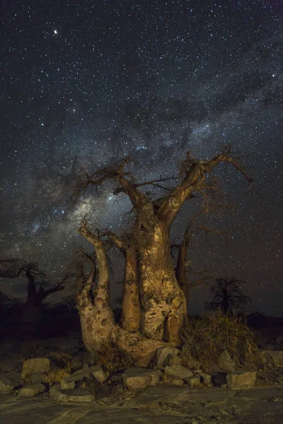 Milkyway a Baobab stromy — Stock fotografie