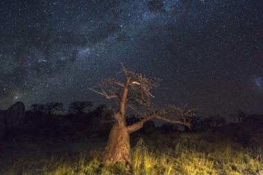 Küçük Baobap Ağacı ve milkyway
