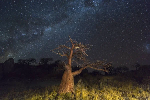 Pequena árvore de baobá e milkyway — Fotografia de Stock