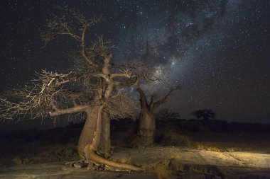 Baobab ağaçları altında milkyway