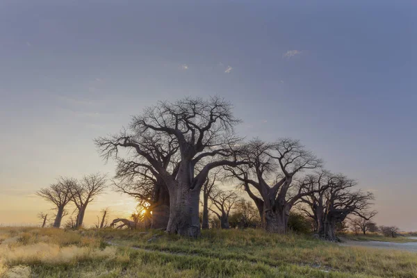 Alba a Baines Baobabs — Foto Stock