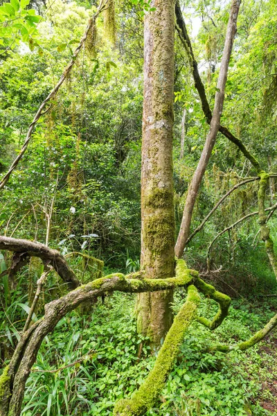 Zelený mech v lese — Stock fotografie