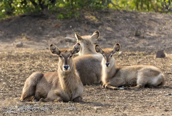Waterbuck resting in Kruger NP — Stock Photo, Image