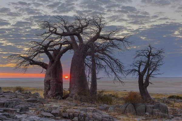 Sonnenaufgang bei den Baobabs — Stockfoto