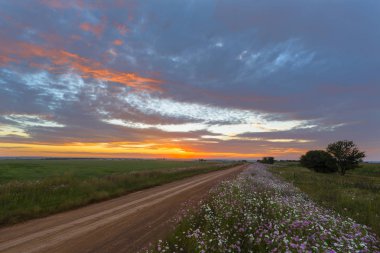 Günbatımı ve cosmos çiçek renkleri