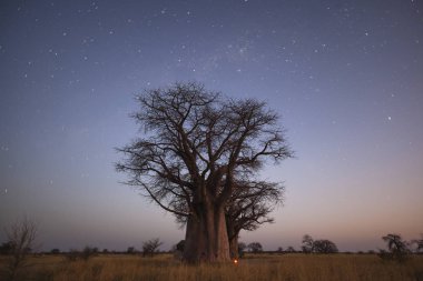 Baobab'ın mavi saat içinde yıldızların altında