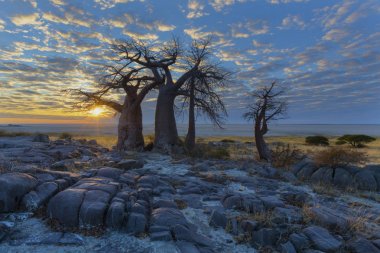 Baobab'ın güneş doğarken