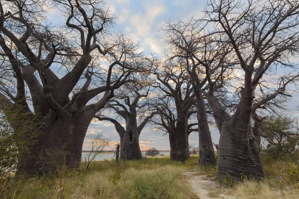 Baines Baobab ağaçları