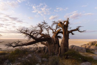 Büyük baobab ağacı n Kubu Island