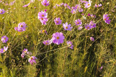 Pembe kozmos çiçekleri
