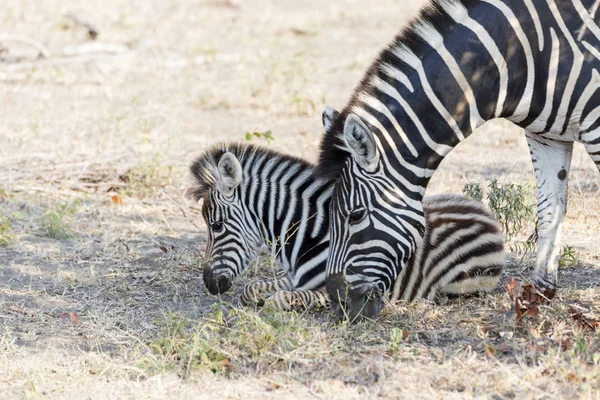 Zebra mare and foul — Stock Photo, Image