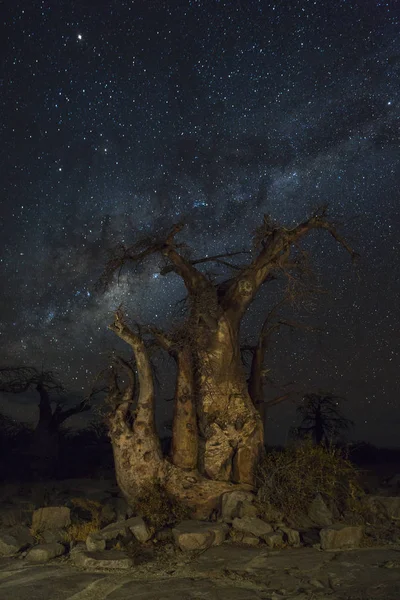 Baobab trees under the milkyway — Stock Photo, Image