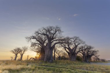 Baines Baobab'ın gündoğumu