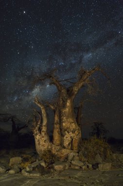 Baobab'ın altında milkyway
