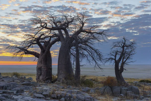 Les nuages de Baobab et colorés — Photo
