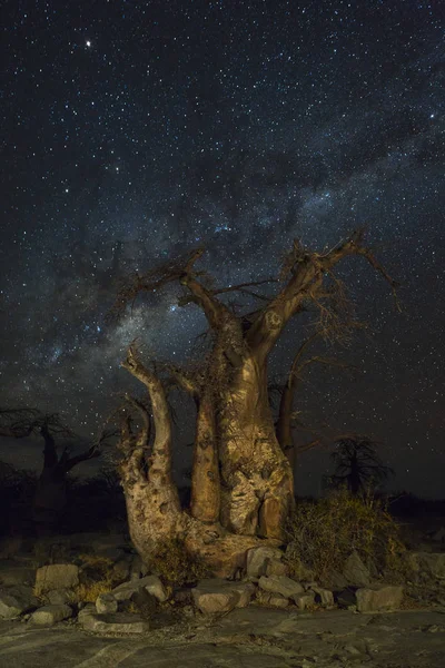 Baobab est sous la voie lactée. — Photo