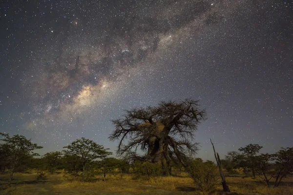 Large baobab tree under the milkyway — Stock Photo, Image