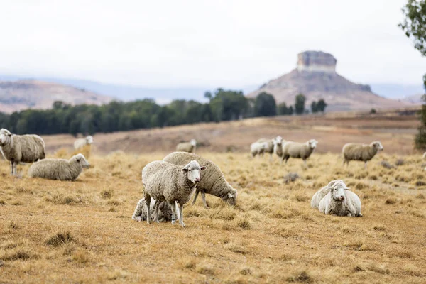 Sheep in the Free State — Stock Photo, Image