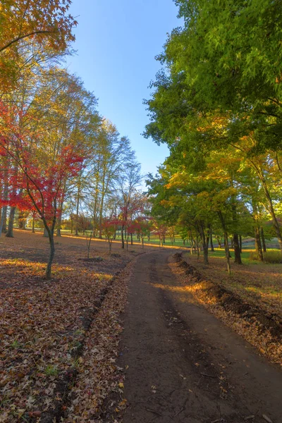 Colores y hojas otoñales en el suelo —  Fotos de Stock