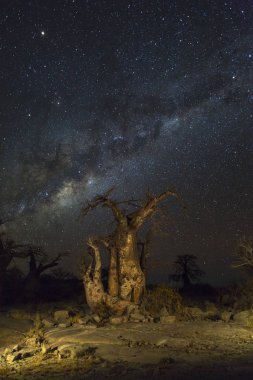 Milkyway ve Baobab ağaçları