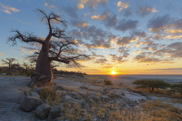 Облака и баобаб на закате
