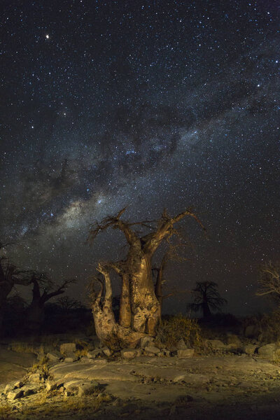 Милкьюэй и деревья Баобаба
