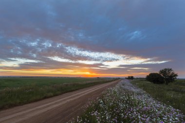 gün batımında kozmos çiçekleri