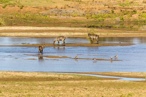 Waterbuck y gansos en el río —  Fotos de Stock